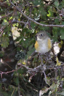 Blstjrt - Red-flanked Bluetail (Tarsiger cyanurus)