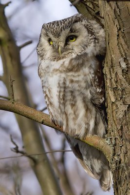 Prluggla - Tengmalm's Owl (Aegolius funereus)