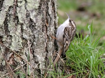 Trädgårdsträdkrypare - Short-toed Treecreeper (Certhia brachydactyla)