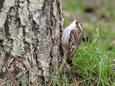 Trdgrdstrdkrypare - Short-toed Treecreeper (Certhia brachydactyla)