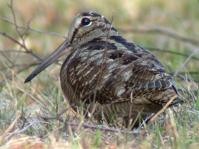Morkulla - Woodcock (Scolopax rusticola)