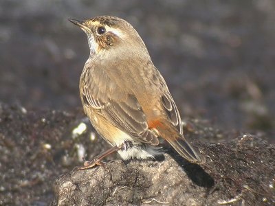 Blhake - Bluethroat (Luscinia svecica)