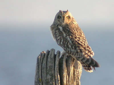 Jorduggla - Short-eared Owl (Asio flammeus)
