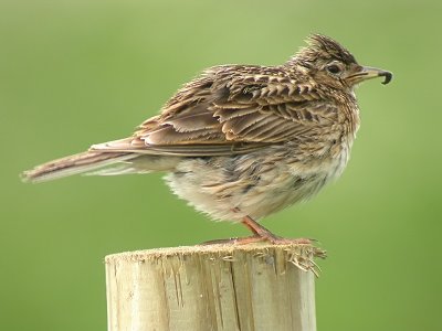 Snglrka - Skylark (Alauda arvensis)