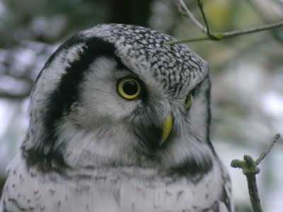 Hkuggla - Hawk Owl (Surnia ulula)