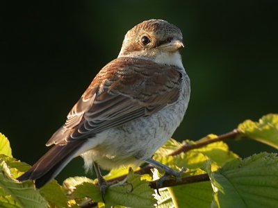 Trnskata - Red-backed Shrike (Lanius collurio)