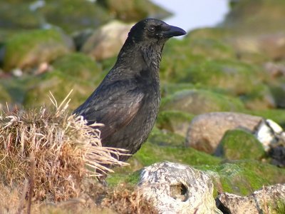 Krka - Carrion Crow (Corvus corone)
