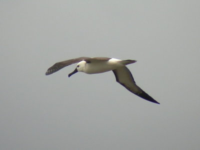 Mindre albatross - Yellow-nosed Albatross (Diomedea chlororhynchos)