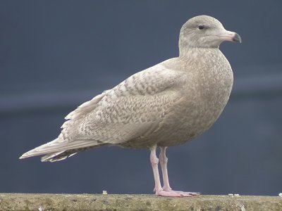 Vittrut - Glaucous Gull (Larus hyperboreus)