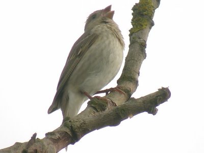 Rosenfink - Common Rosefinch (Carpodacus erythrinus)