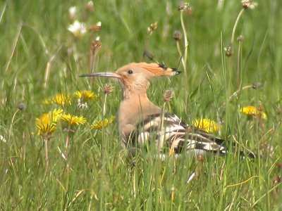 Hrfgel - Hoopoe (Upupa epops)