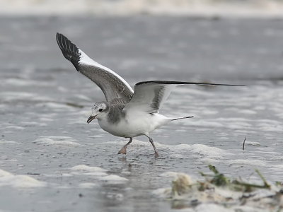 Trnms - Sabine's Gull (Xema sabini)