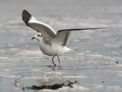 Trnms - Sabine's Gull (Xema sabini)