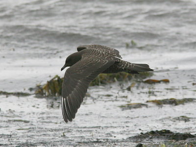 Fjllabb - Long-tailed Skua (Stercorarius longicaudus)