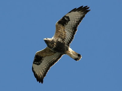 Fjllvrk - Rough-legged Buzzard (Buteo lagopus)