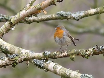 Rdhake - Robin (Erithacus rubecula)