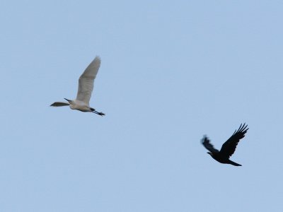 Silkeshäger - Little Egret (Egretta garzetta)
