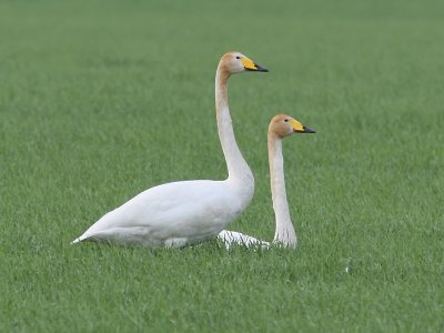 Sngsvan - Whooper Swan (Cygnus cygnus)