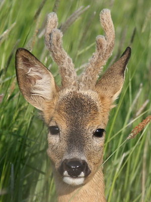 Rdjur - Roe deer (Capreolus capreolus)