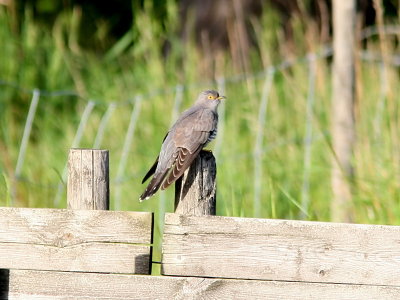 Gk - Cuckoo (Cuculus canorus)