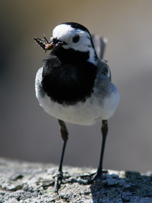 Sdesrla - White Wagtail (Motacilla alba )