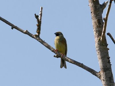 Häcksparv - Cirl Bunting (Emberiza cirlus)