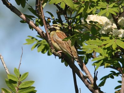 Hcksparv - Cirl Bunting (Emberiza cirlus)