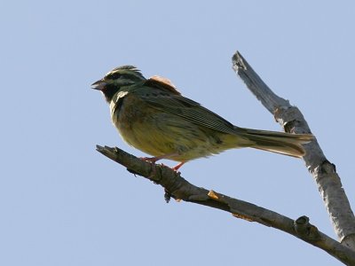 Häcksparv - Cirl Bunting (Emberiza cirlus)