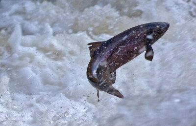 River Feugh Salmon