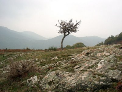 L'arbre sur la montagne