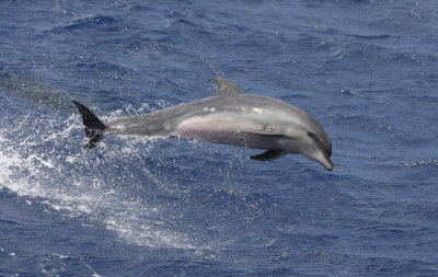 Bottlenose dolphin, take 2