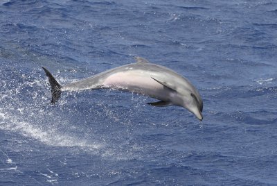 Bottlenose dolphin, take 3