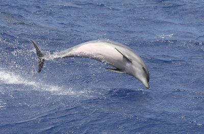 Bottlenose dolphin, take 4