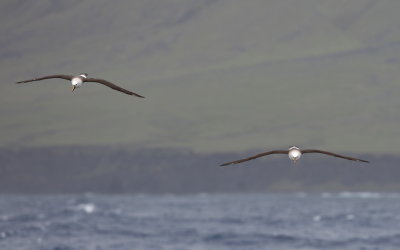 Atlantic yellow-nosed albatross