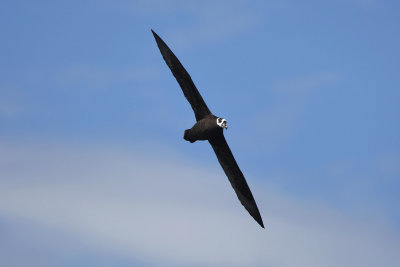 Spectacled petrel