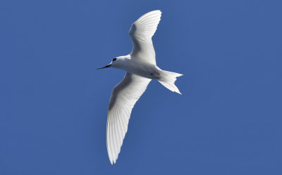 Fairy tern