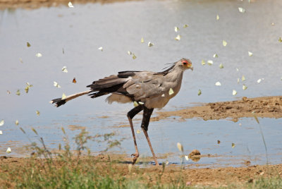Secretary bird, Kgalagadi