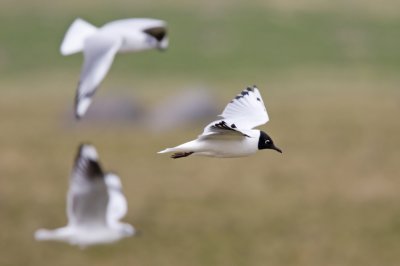 Andean gull