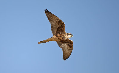 Lanner falcon, Kgalagadi