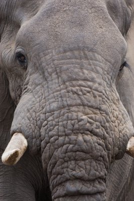 Elephant, Kruger