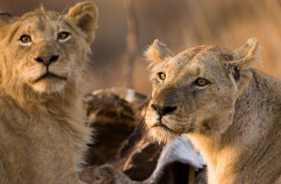 Lions, Kruger