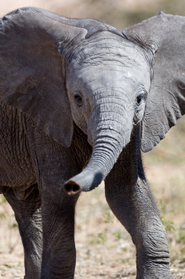 Elephant, Chobe