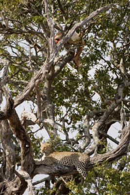 Leopard and Impala, Kruger