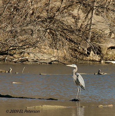 It is spring time and and they are returning.