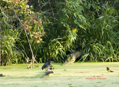 No Great Blues but I did find this Green Heron.