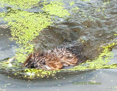 This Muskrat swam right to me.