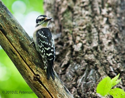 A female Downy woodpecker.
