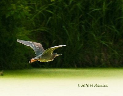 A Green Heron looking for dinner.