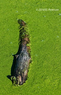 A log in the water.