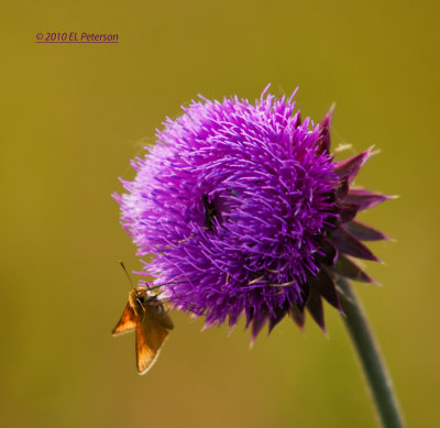 A thistle and a moth on the way back from the Great Blue Heron nests.